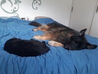 Ares