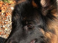 Guapa