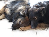 Heiko : üsi unghüürli