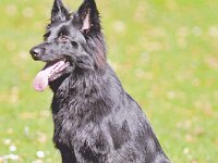 Imara