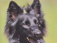 Imara