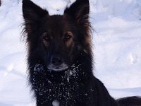 Shani
