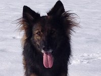 Shani