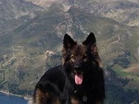 Ki-Shani  BH3, REDOG Trümmersuchhund, 24.11.2010 - 11.2.2023