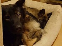 Klein Lenny mit Ginuk