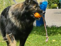 Leo