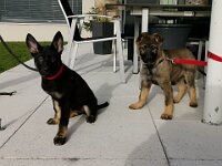 Macha und Majesty