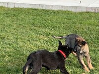 Macha und Majesty