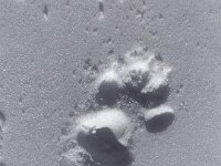 Spuren im Schnee