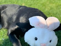 Frohe Ostern!