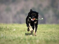 Macha  Bes.: Jacqueline Kellenberger