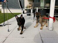 Macha und Majesty
