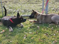 Macha und Majesty