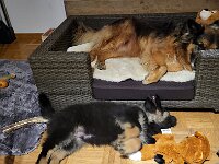 Okami und Kiwi  Bes.: Sändy Rechsteiner