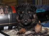Onyx