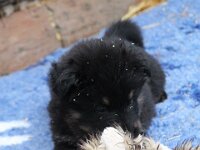 Onyx