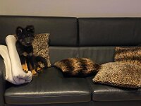 Onyx  es.: Karin Stadlin und Goofy Windler