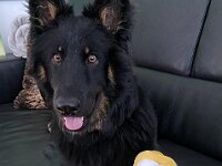 Onyx  Onyx und Goofy's Goofy :-)