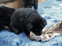 Onyx