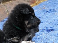 Onyx