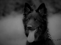 Onyx  es.: Karin Stadlin und Goofy Windler