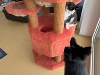 Onyx und die Katze  Bes.: Karin Stadlin