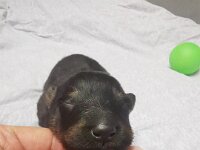 Onyx