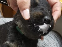 Onyx  erste Entwurmung