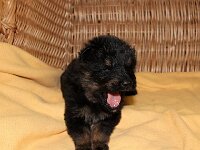 Onyx