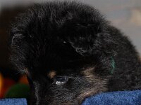 Onyx