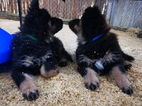 Onyx und Ouray