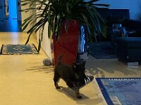 Onyx  es.: Karin Stadlin und Goofy Windler