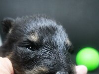 Onyx