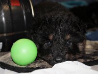 Onyx