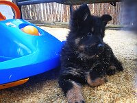 Onyx