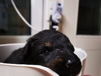 Onyx  tägliche Gewichstkontrolle