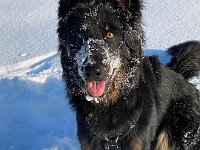 Onyx  Bes.: Karin Stadlin und Goofy Windler