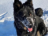 Onyx  Bes.: Karin Stadlin und Goofy Windler