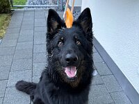 Onyx  Bes.: Karin Stadlin und Goofy Windler