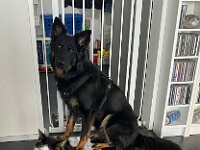 Onyx  Bes.: Karin Stadlin und Goofy Windler