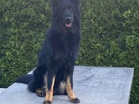 Onyx  Bes.: Karin Stadlin und Goofy Windler