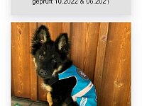 Pharos  Pharos ist in der Basisasubildung zum Assistenzhund