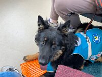 Assistenzhund Pharos  Bes.: Laura Val