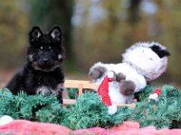 Philou  Bes.: Michelle und Dominik Reutimann