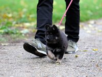 Philou  7 Wochen alt, Prägung auf dem Bauernhof