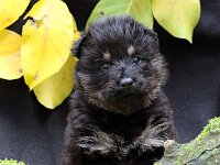 Philou  Bes.: Michelle und Dominik Reutimann