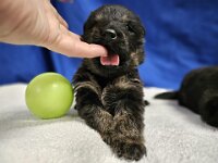 Philou  Bes.: Michelle und Dominik Reutimann