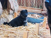 Philou  Bes.: Michelle und Dominik Reutimann