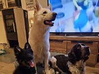 Philou und Freunde  drü Schlawiner :-)