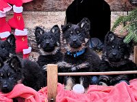 Philou  Philou ganz rechts